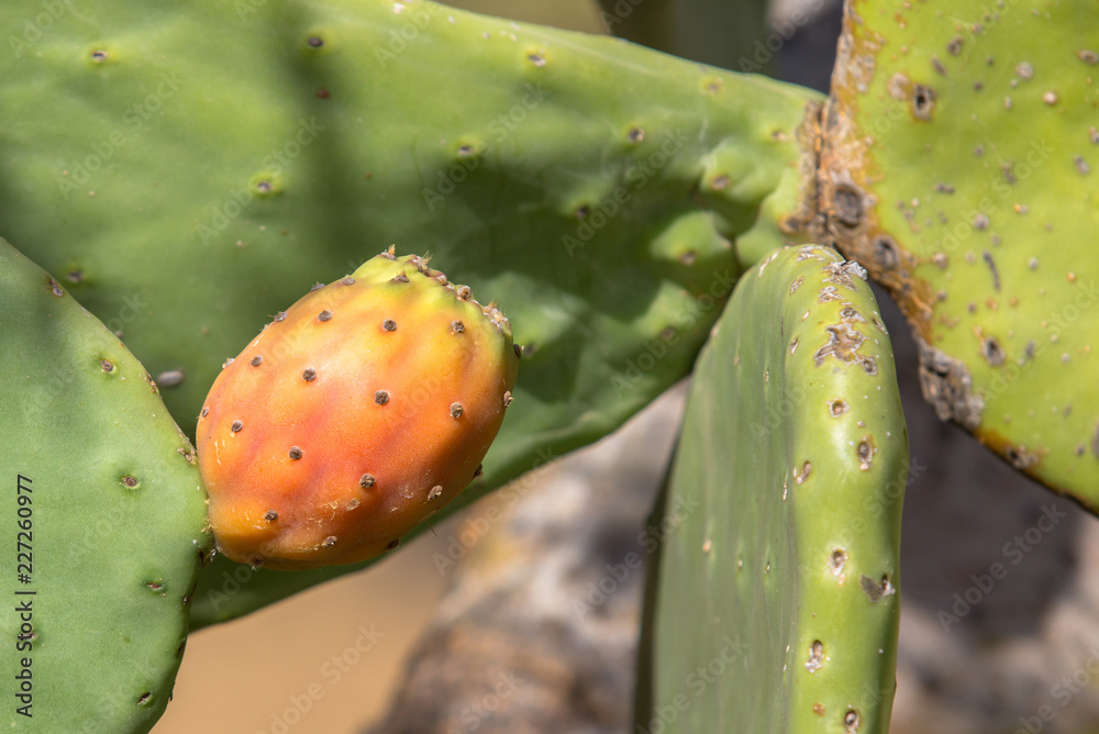Opuntia with ripe fruits Opuntia with ripe fruits