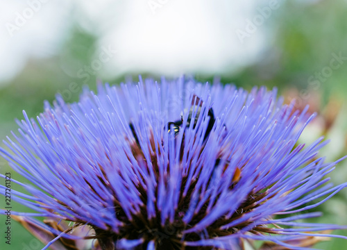 Bumble-bees hiding and pollinating vivid violet artichoke flower in the organic bio garden - deliciosu spring pollen photo