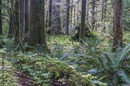 Olympic National Rainforest