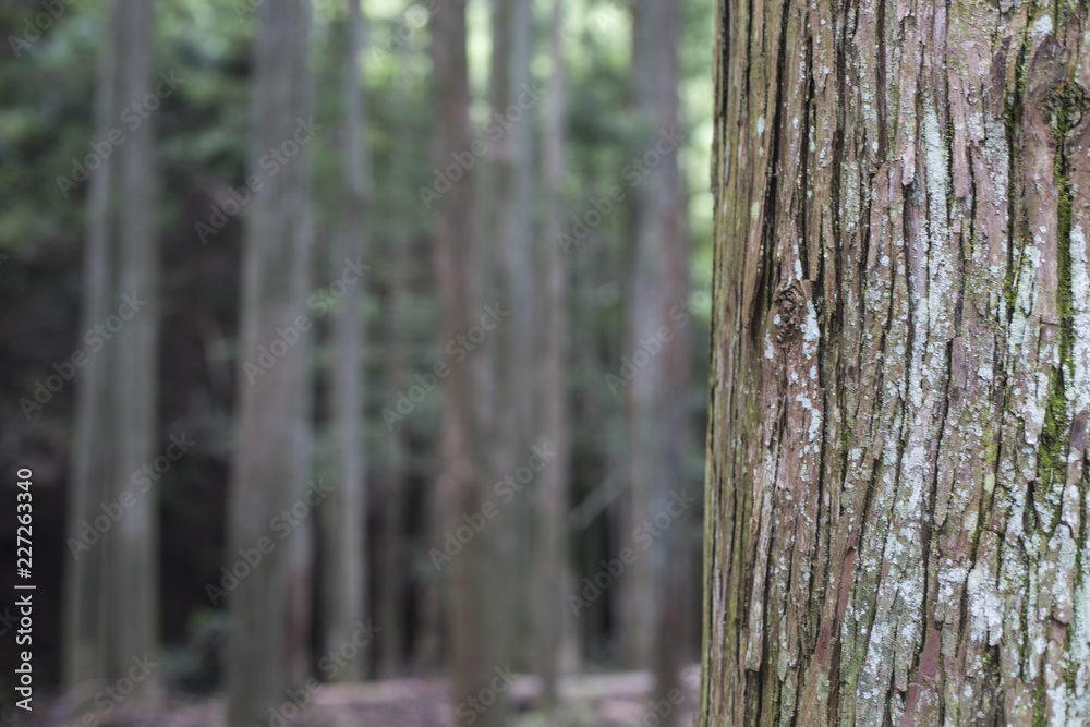 Fototapeta premium forest trees nature wood. Woodland forest