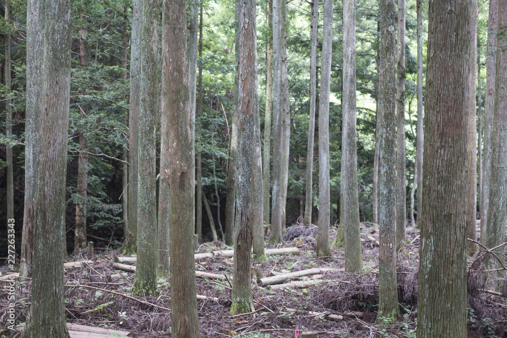 forest trees nature wood. Woodland forest forest trees nature wood. Woodland forest