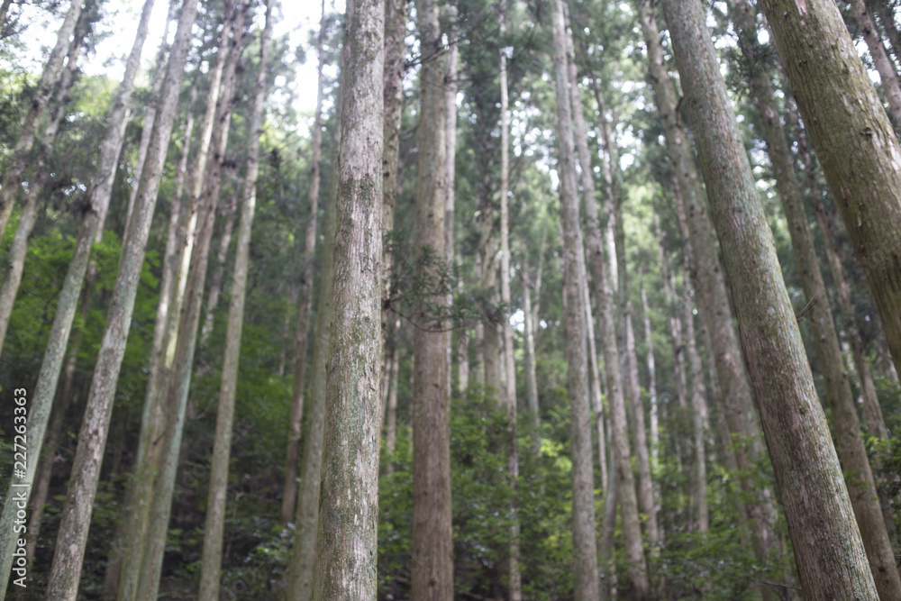 forest trees nature wood. Woodland forest forest trees nature wood. Woodland forest