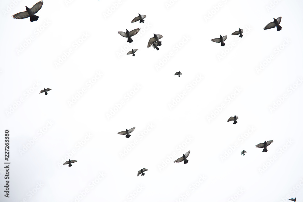 A flock of pigeons flies across the sky. Birds fly against the s A flock of pigeons flies across the sky. Birds fly against the s
