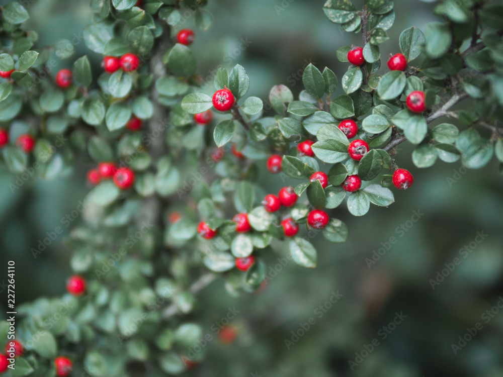 Obraz premium Floral background. Natural background.