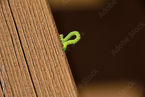 ユニークな歩きをするシャクトリムシ 尺取虫 Stock 写真 Adobe Stock ユニークな歩きをするシャクトリムシ 尺取虫 Stock 写真 Adobe Stock