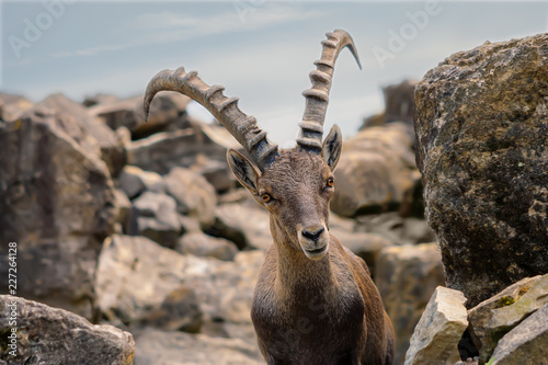 Steinbock