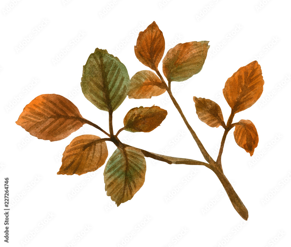 Watercolor branch of a tree with yellowed leaves. Element for design compositions on the autumn theme Watercolor branch of a tree with yellowed leaves. Element for design compositions on the autumn theme