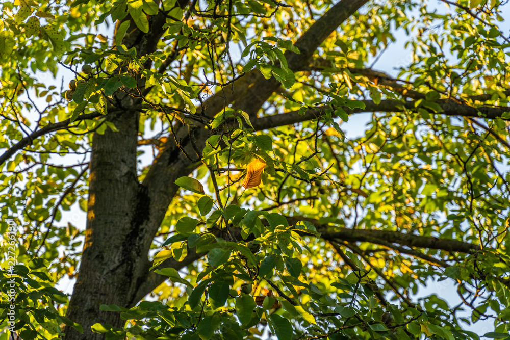 Obraz premium The first yellow leaf in autumn