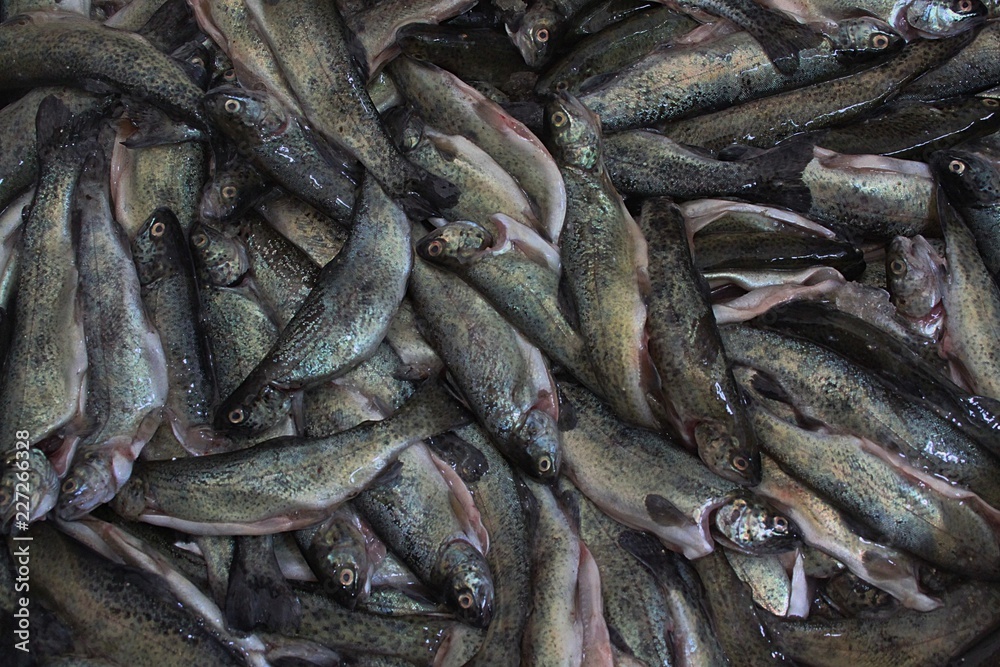 trout fished trout fished