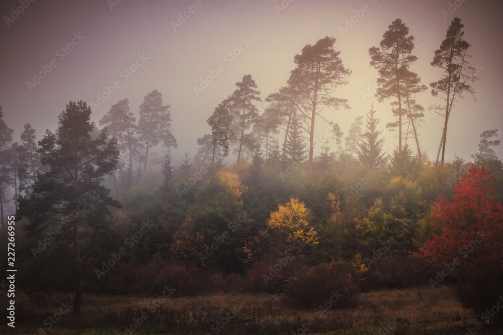 Obraz premium Magic autumn forest, romantic, misty, foggy landscape