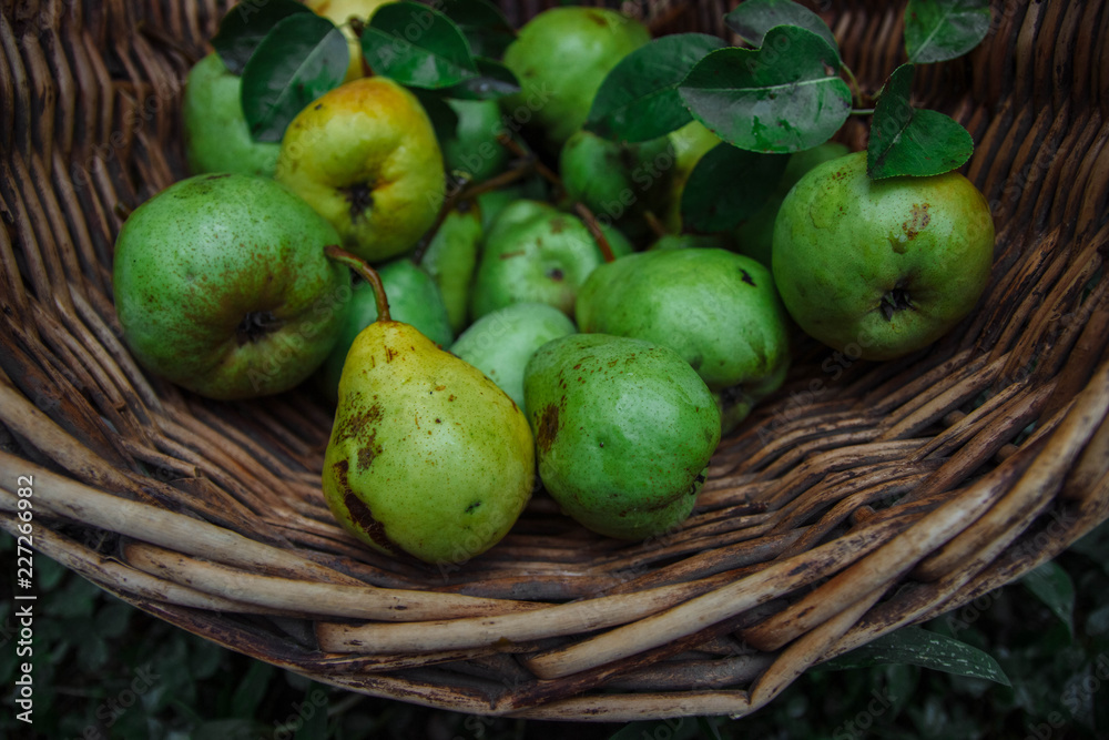 green and yellow pears with leaves in a wicker basket on green grass close-up, organic farm concept, summer harvest