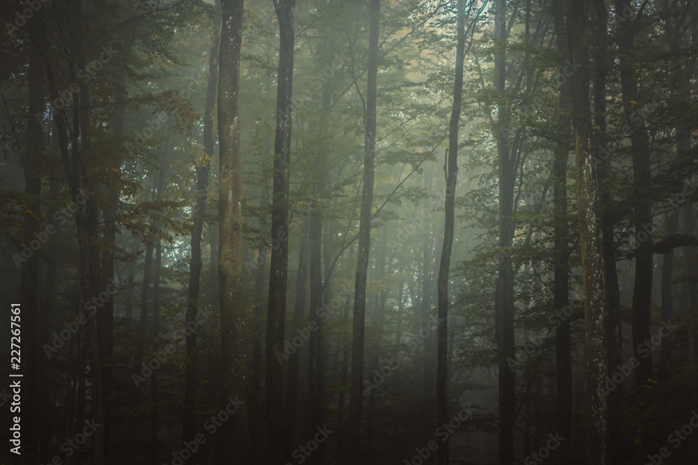 Magic autumn forest, romantic, misty, foggy landscape Magic autumn forest, romantic, misty, foggy landscape