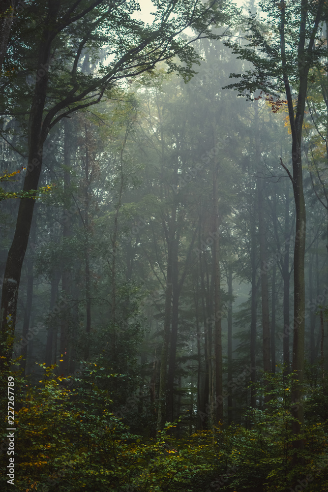 Magic autumn forest, romantic, misty, foggy landscape
