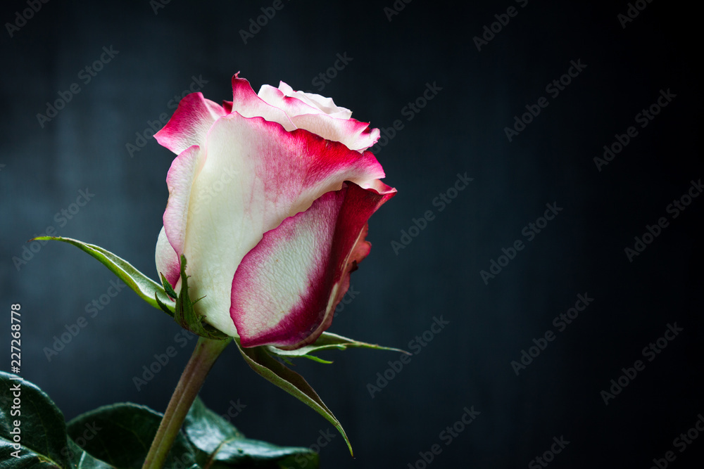 White and pink rose on dark background.