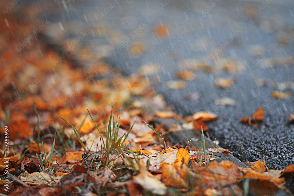 Autumn rain in the park Autumn rain in the park