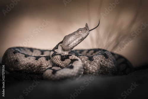 Adult female nose horned viper (Vipera ammodytes) photo