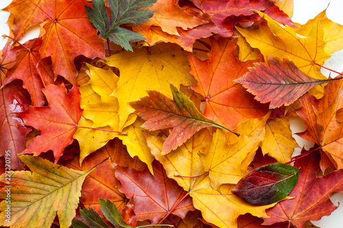 Autumn maple leaves.