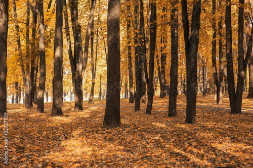 Autumn landscape in the park on a warm sunny day, a lot of golden leaves glowing in the sun, the time of leaf fall. Minsk, Belarus