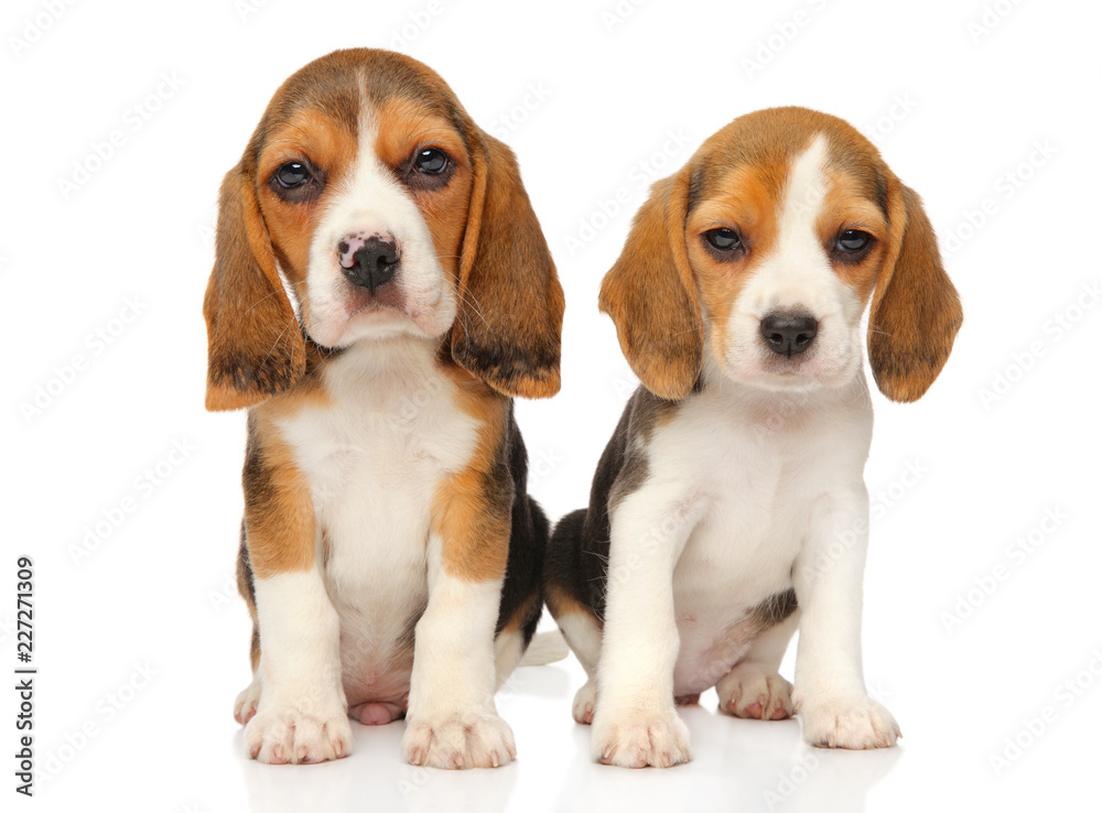 Two Beagle puppy on a white background
