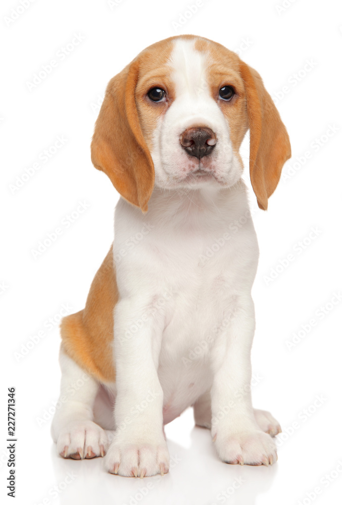 Young Beagle puppy