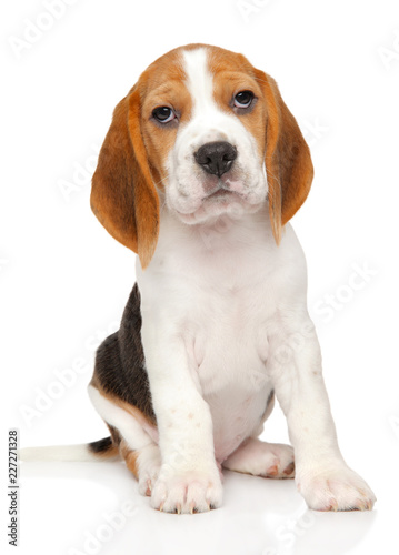 Beagle puppy portrait