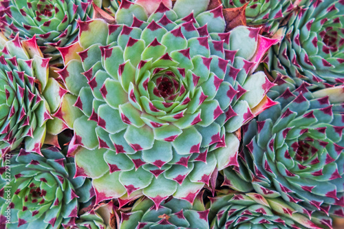 Close up view of a succulent plants photo