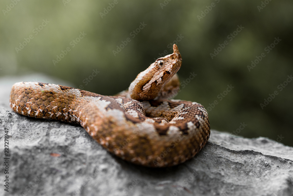 Juvenile nose horned viper (Vipera ammodytes) Juvenile nose horned viper (Vipera ammodytes)