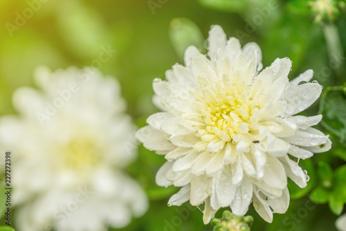 White flower with rain drops, blurred green background