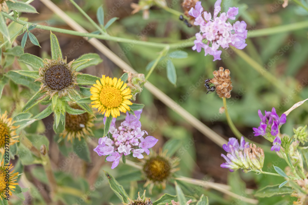 Wild flowers and ant Wild flowers and ant