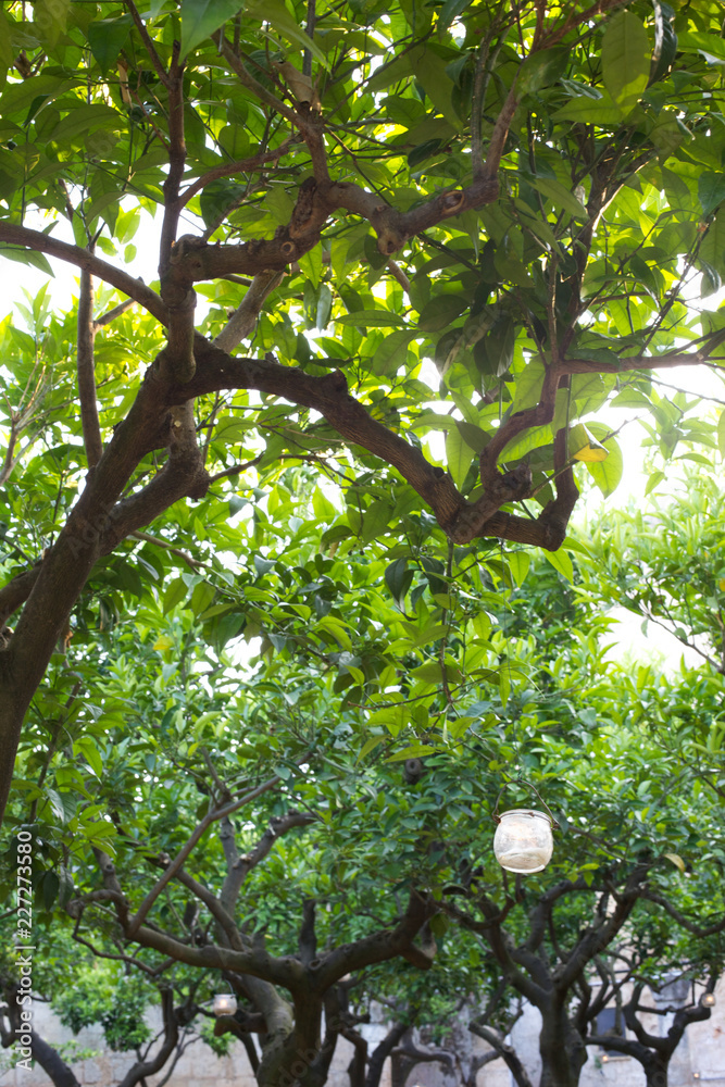 Fototapeta premium Trees in the garden