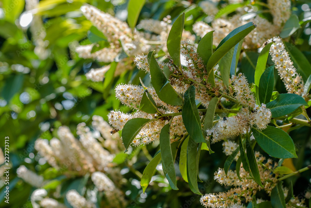 Blühende Akazien weiß Trauben Weiße Blüten von stacheligen Akazien, von Bienen bestäubt. Blühende Akazien weiß Trauben Weiße Blüten von stacheligen Akazien, von Bienen bestäubt.