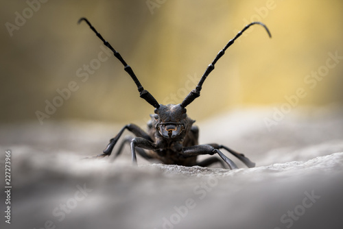 Longhorn Beetle (Morimus funereus) from Slovenia © Lennart