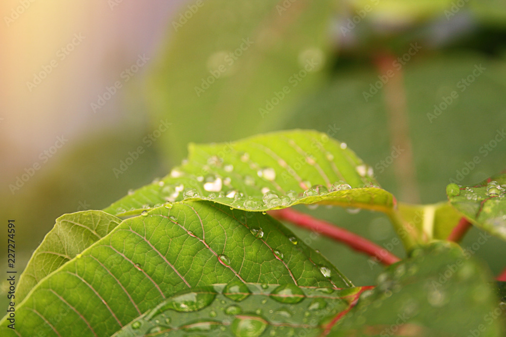 Raindrops closeup. Raindrops on leaf. After rain. Raindrops closeup. Raindrops on leaf. After rain.