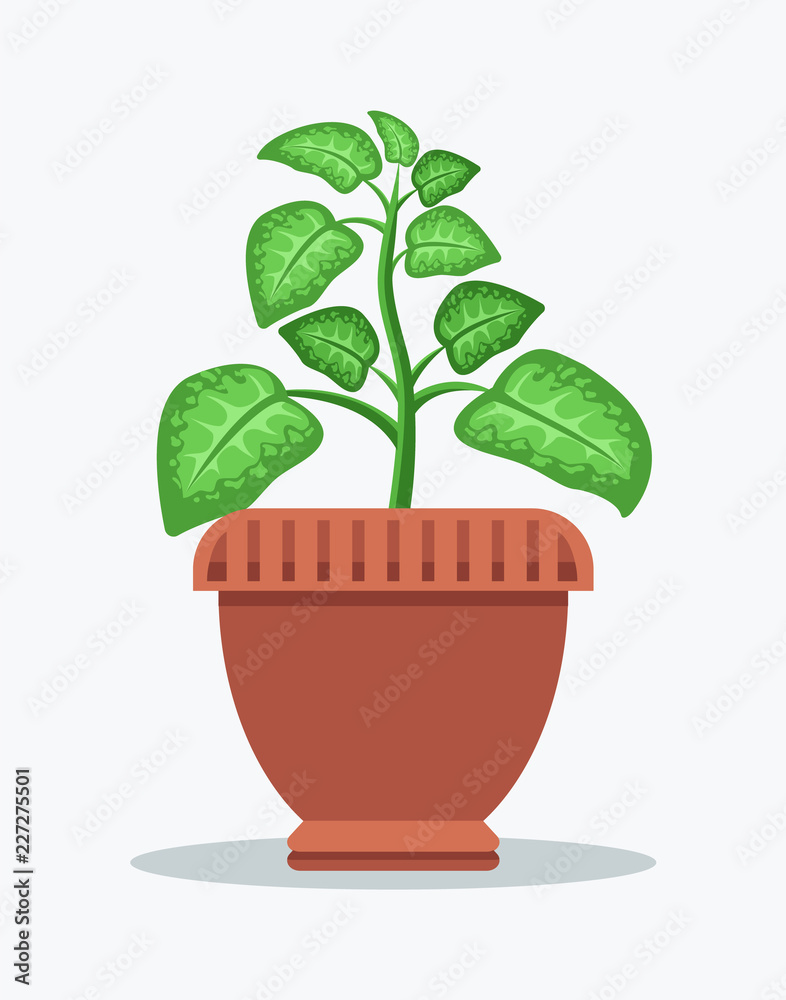 Fototapeta premium Dieffenbachia with Spotted Leaves in Big Clay Pot