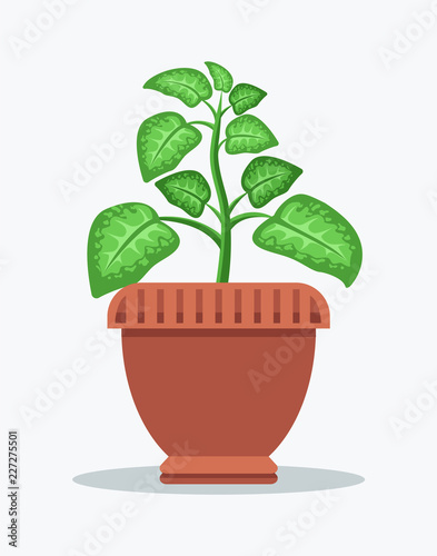 Dieffenbachia with Spotted Leaves in Big Clay Pot