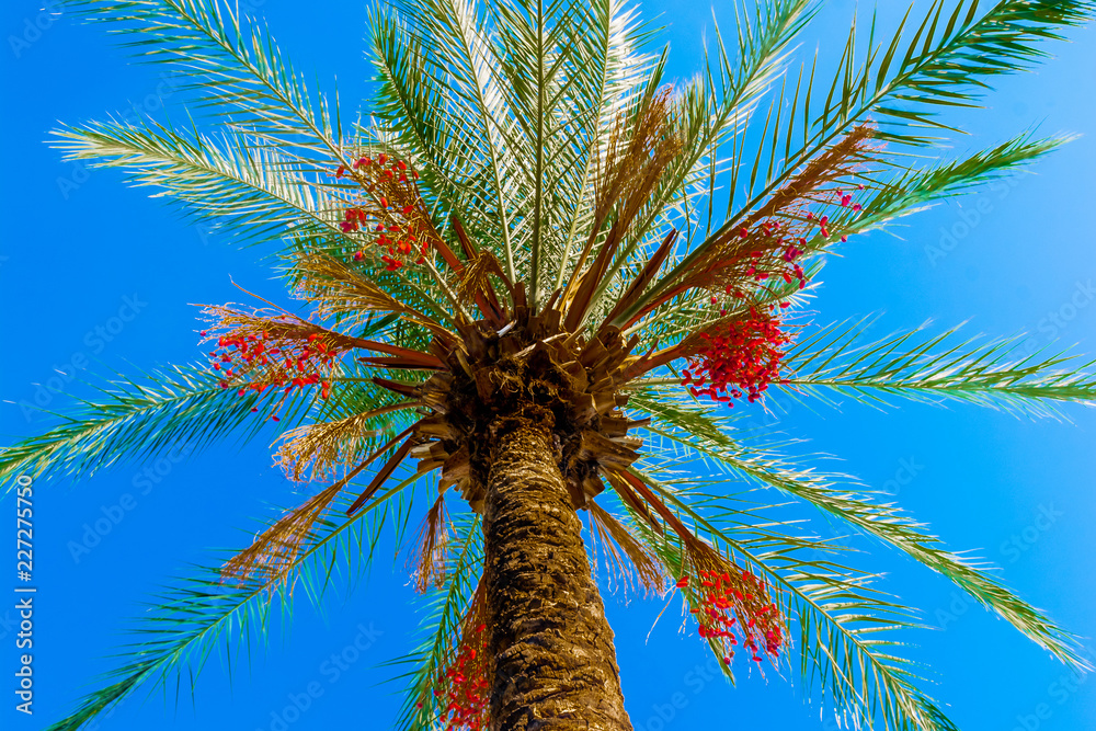 Naklejka premium The characteristic summer nature of one of the subtropical Mediterranean countries. Photos from places of summer recreation and travel.