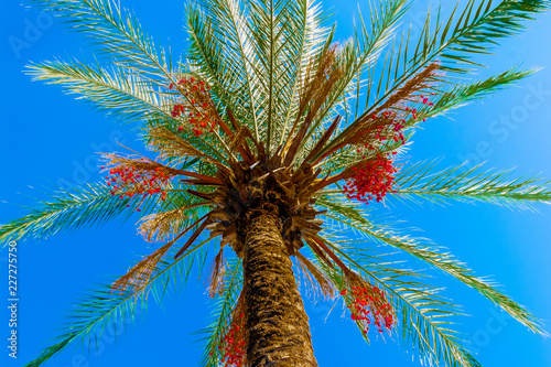 The characteristic summer nature of one of the subtropical Mediterranean countries. Photos from places of summer recreation and travel.