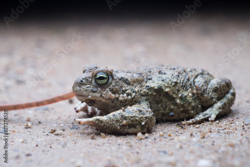 Natterjack toad (Epidalea calamita) feeding on a worm at night.