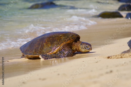 Sea turtle, Hawaii