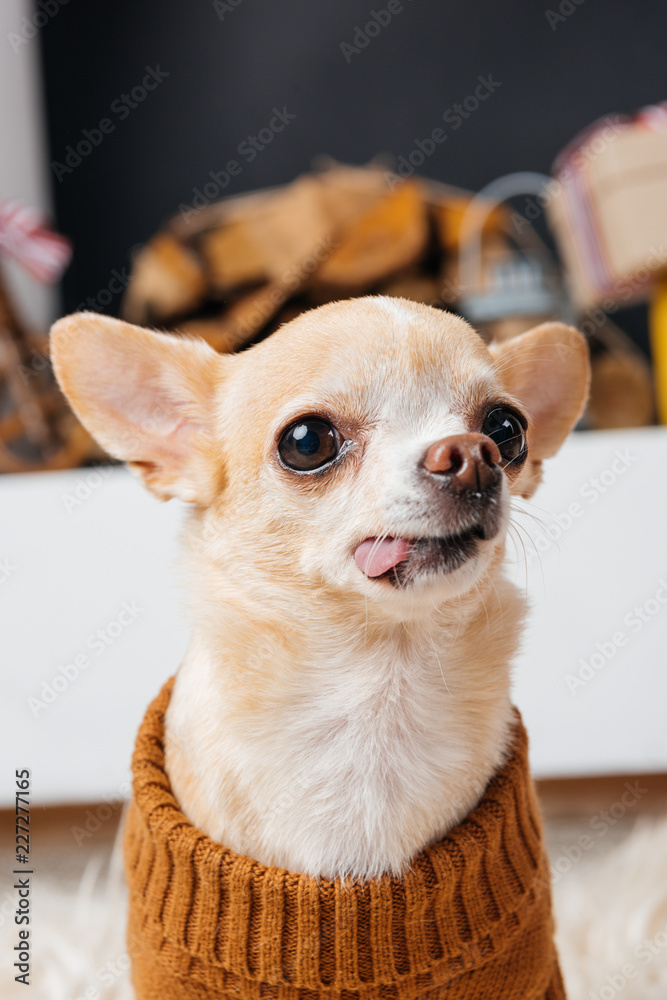 dog sticking out tongue
