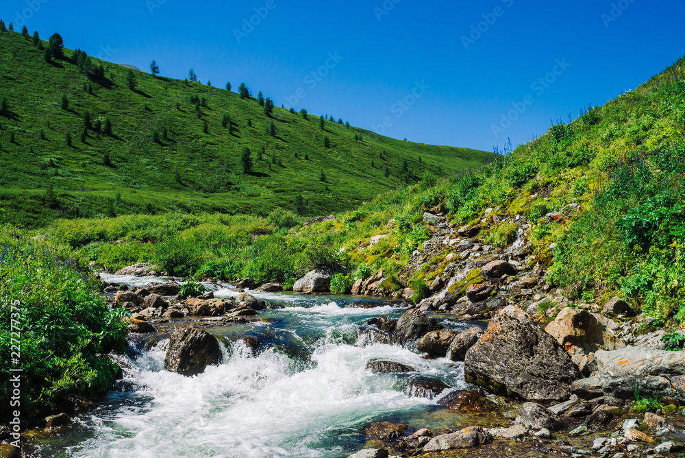 Fast water stream of mountain creek among boulders in bright sunlight in valley. Vivid green grass, rich vegetation in highland under blue clear sky. Vivid colorful landscape of majestic Altai nature. Fast water stream of mountain creek among boulders in bright sunlight in valley. Vivid green grass, rich vegetation in highland under blue clear sky. Vivid colorful landscape of majestic Altai nature.