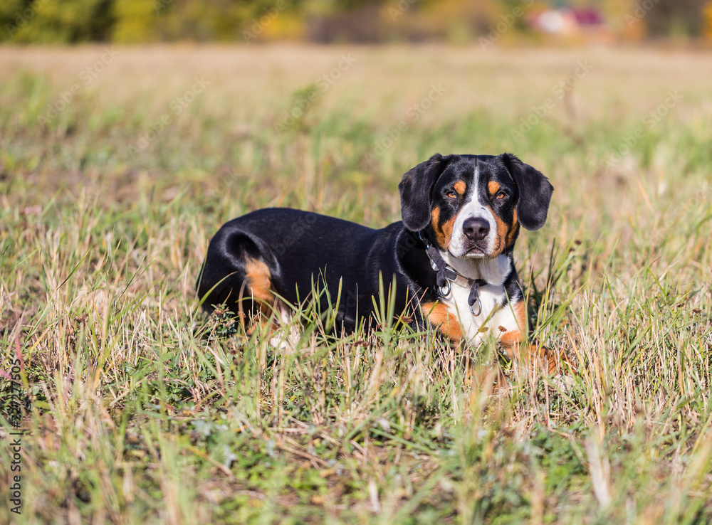 Swiss mountain dog, entlebucher Senenhund, male, lying in the grass against the backdrop of the autumn landscape