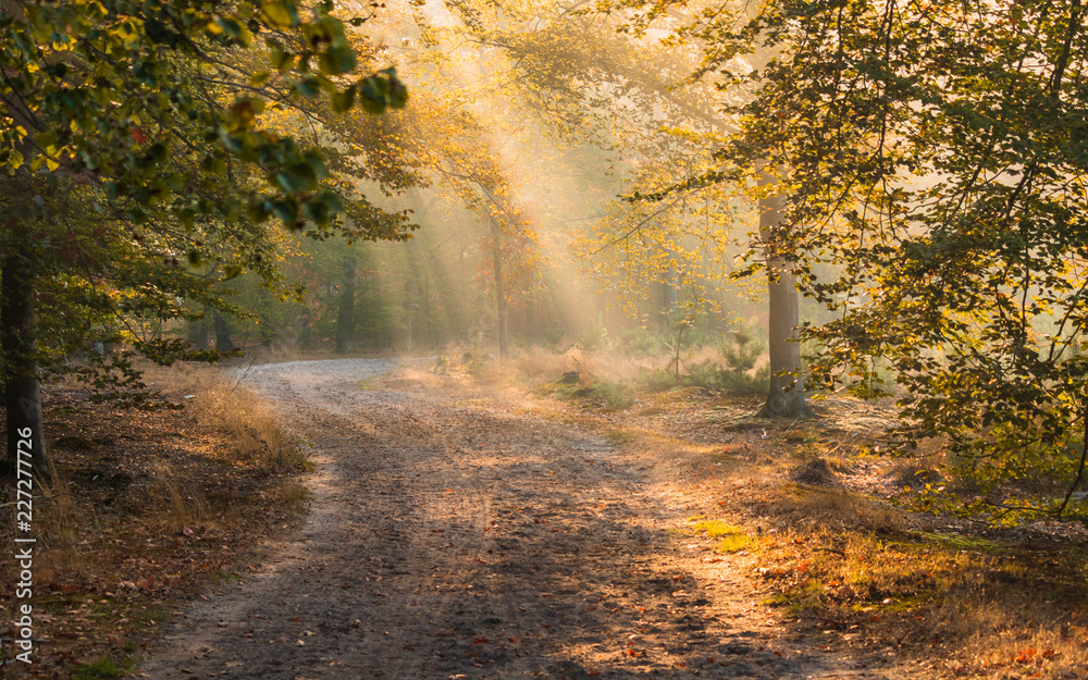 Fototapeta Wczesnym rankiem światło słoneczne W europejskim lesie z ścieżką i mgłą