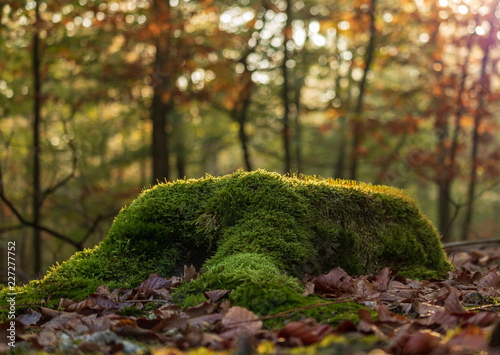 tree trunk full of moss at fall season with a colorful forest background