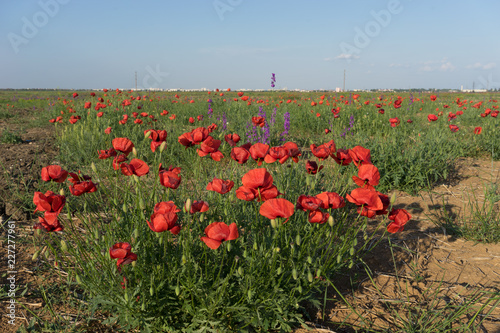 Fototapeta Naklejka Na Ścianę i Meble -  Natural background with red poppies on the background of the steppe.