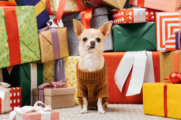 close up view of adorable chihuahua dog in sweater sitting near christmas presents on floor