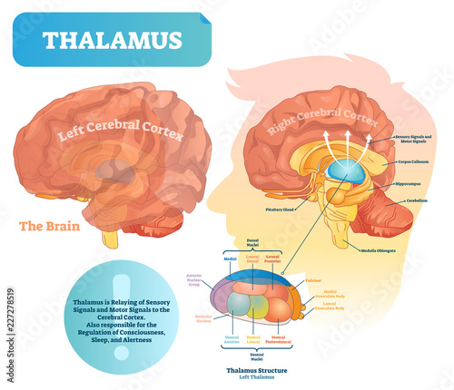 Thalamus vector illustration. Labeled medical diagram with brain structure. photo