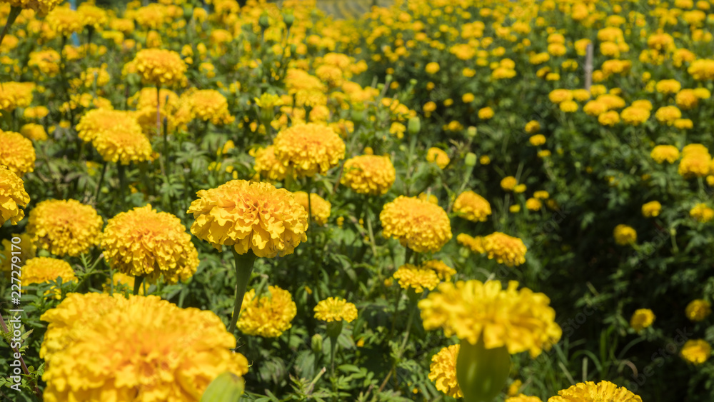 Marigold flower cultivation in Thailand 