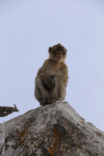 Affen auf Gibraltar © glashaut