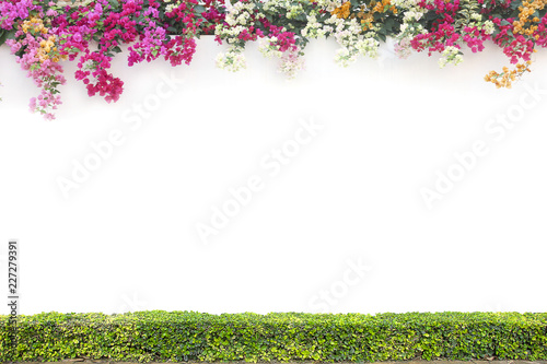 Fototapeta Naklejka Na Ścianę i Meble -  Bougainvillea and shrub on the white cement wall background.